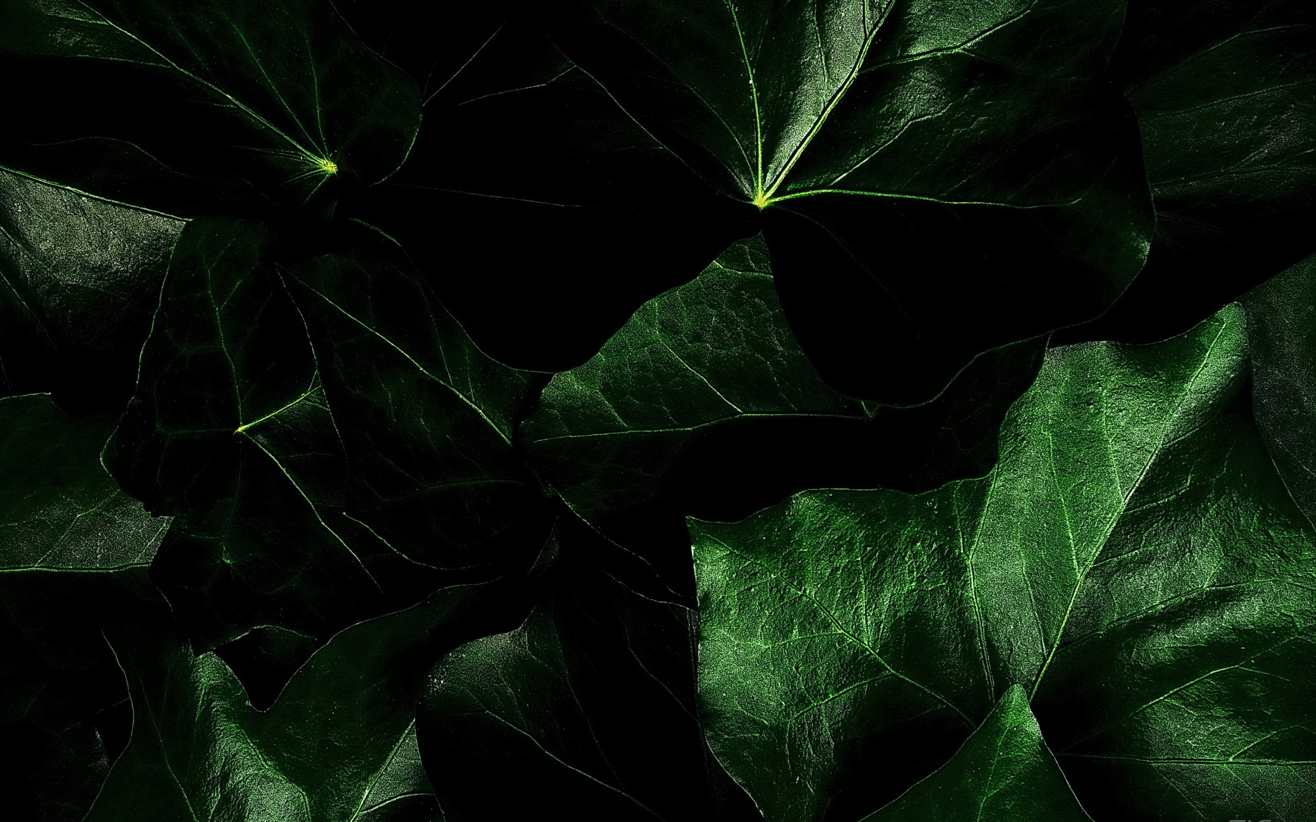 Dark Green Leaves Wallpaper 4k Dark Leaves Aesthetic Wallpapers
